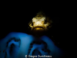 Devil Scorpionfish hiding in the dark. by Dragos Dumitrescu 